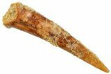 Fossil Pterosaur (Siroccopteryx) Tooth - Morocco #259795-1